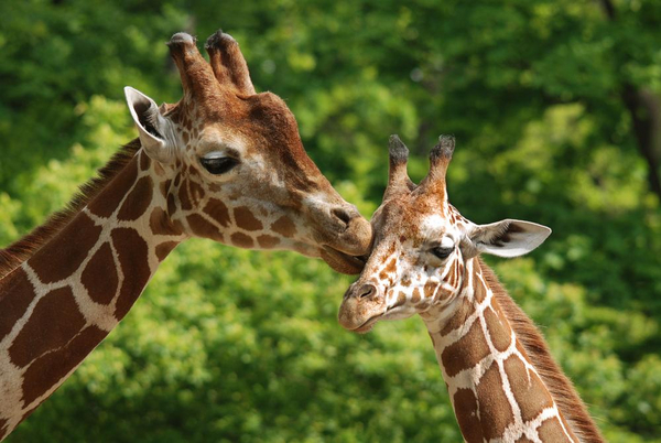 giraf med unge
